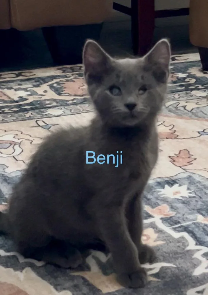 A baby small-sized male Gray / Blue / Silver Russian Blue cat named Benji for adoption in Fern Park, FL