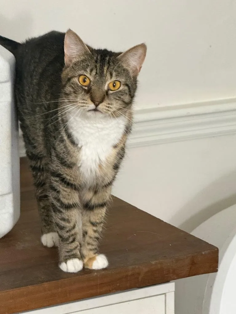 A young large-sized female Domestic Short Hair cat named Remy for adoption in warrenville, SC