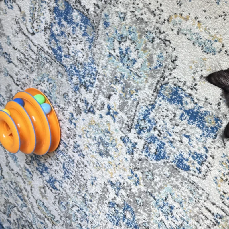 A baby medium-sized male Black Domestic Long Hair cat named Pumpernickel Toast for adoption in Portland, OR