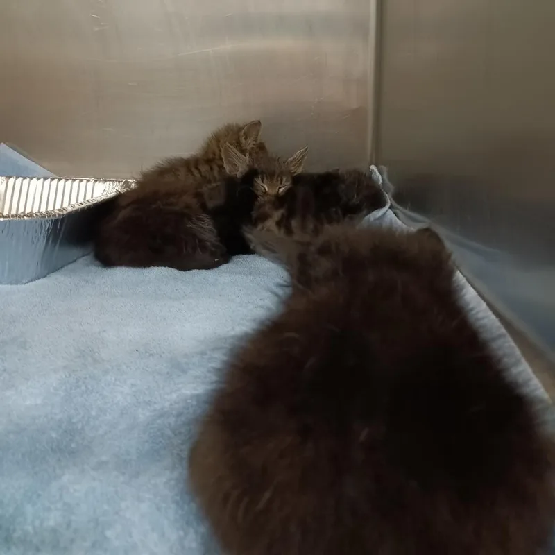 An adult extra large-sized male Brown / Chocolate Domestic Medium Hair cat named Gimlet for adoption in Greensboro, NC