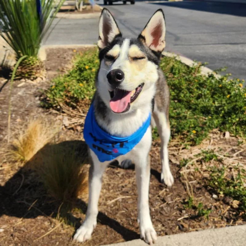 Flash Lightning Jum thumbnail 2