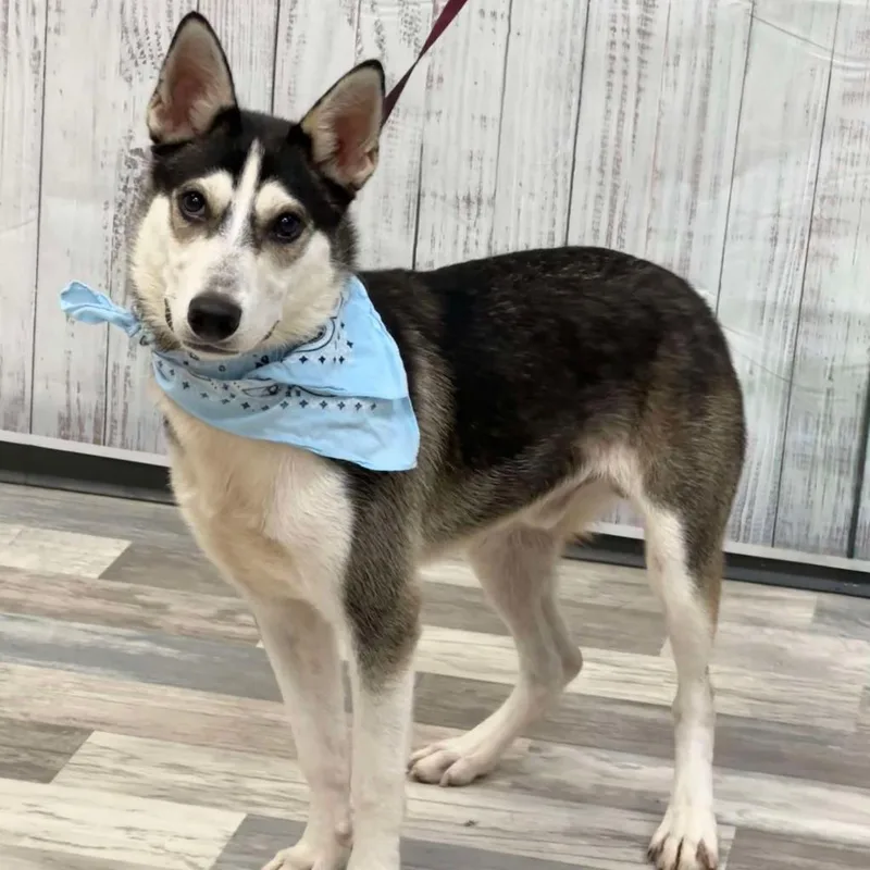 Flash Lightning Jum thumbnail 3