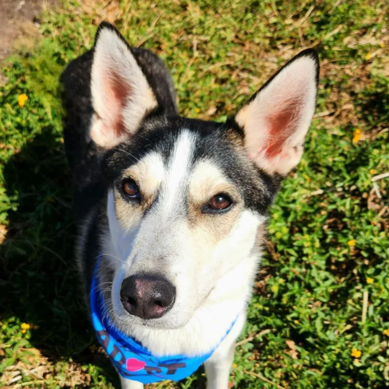 Flash Lightning Jum thumbnail 4