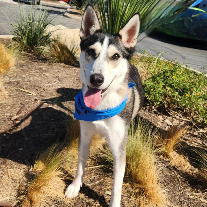 Flash Lightning Jum thumbnail 6