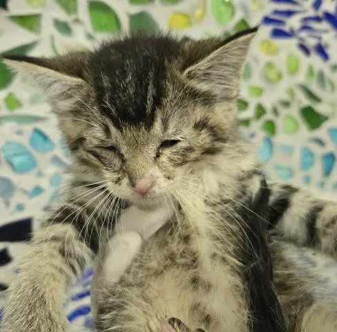 A baby small-sized female Domestic Short Hair cat named Chowder for adoption in Pensacola, FL