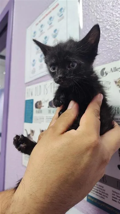 A baby small-sized male Black Domestic Medium Hair cat named 60830756 for adoption in El Paso, TX