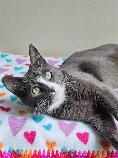 A young small-sized female Domestic Short Hair cat named Twiggy for adoption in Clinton Township, MI