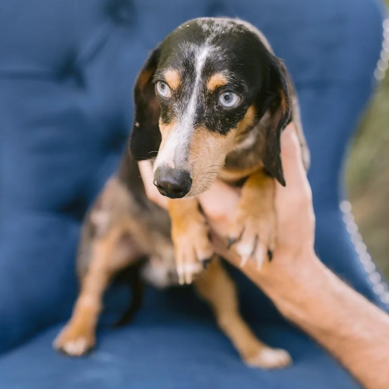 An adult small-sized male Dachshund dog named Dale for adoption in Zionsville, IN