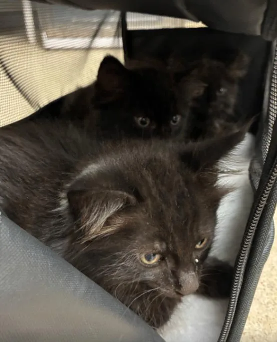 A young small-sized male Black Domestic Short Hair cat named Heirloom for adoption in Cincinnati, OH