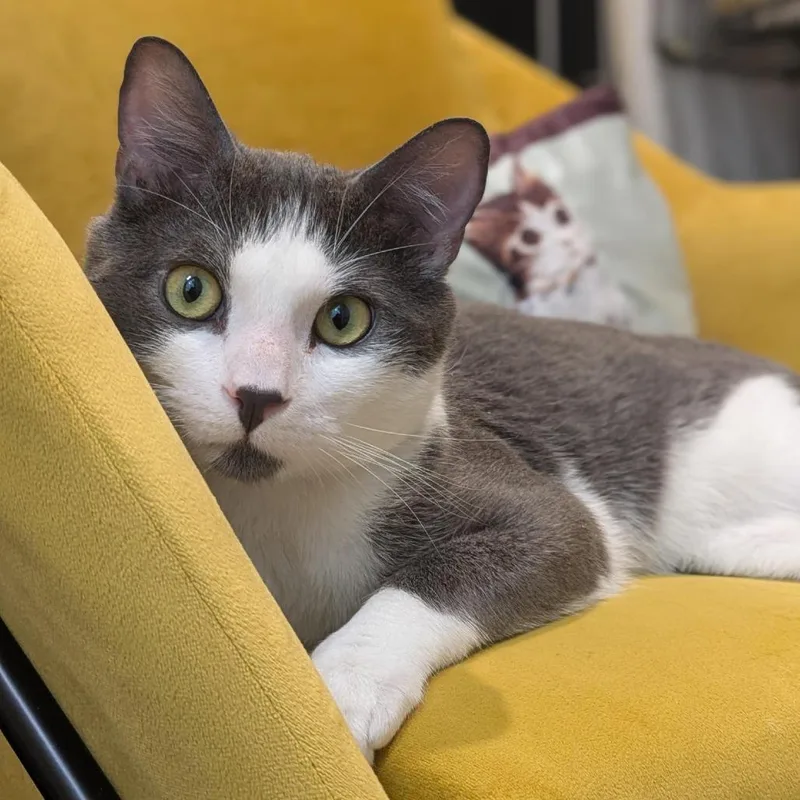 An adult medium-sized male Gray / Blue / Silver Domestic Short Hair cat named Zoboomafoo for adoption in Santa Rosa, CA