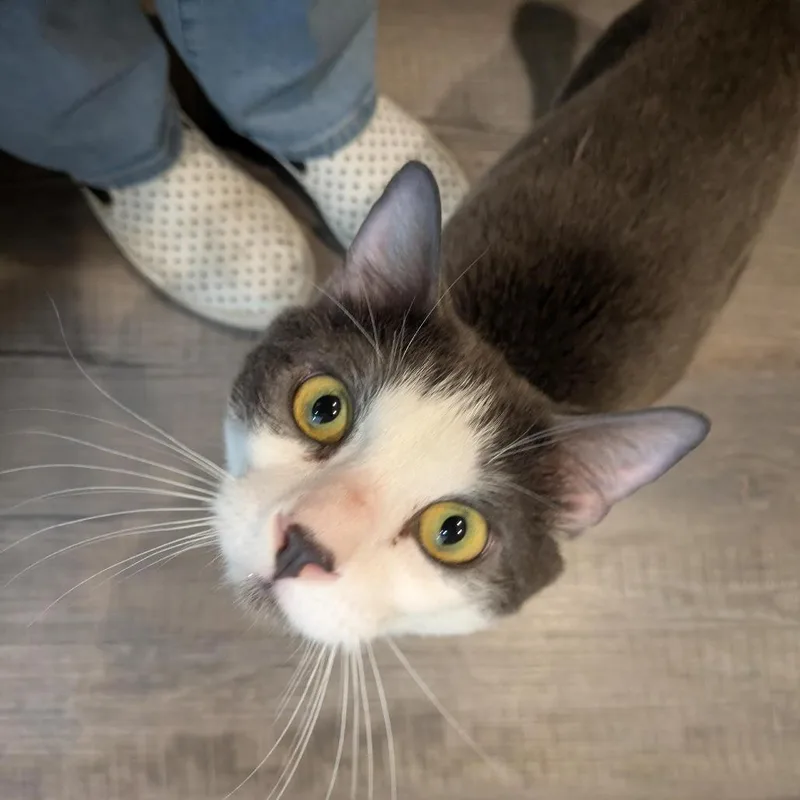 Zoboomafoo thumbnail 2