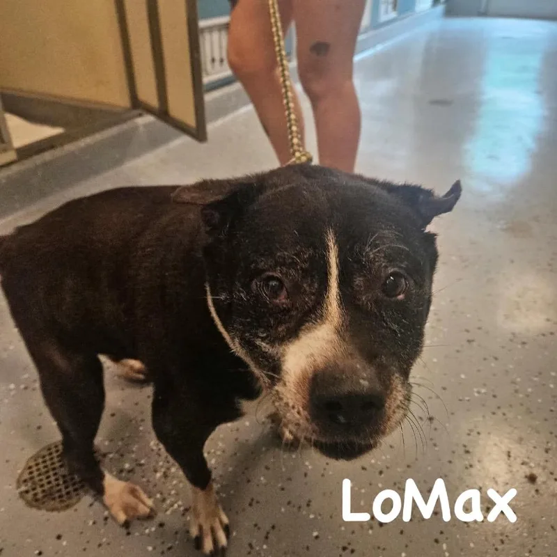 A senior large-sized male Black American Bulldog dog named LoMax for adoption in Spring Hill, KS