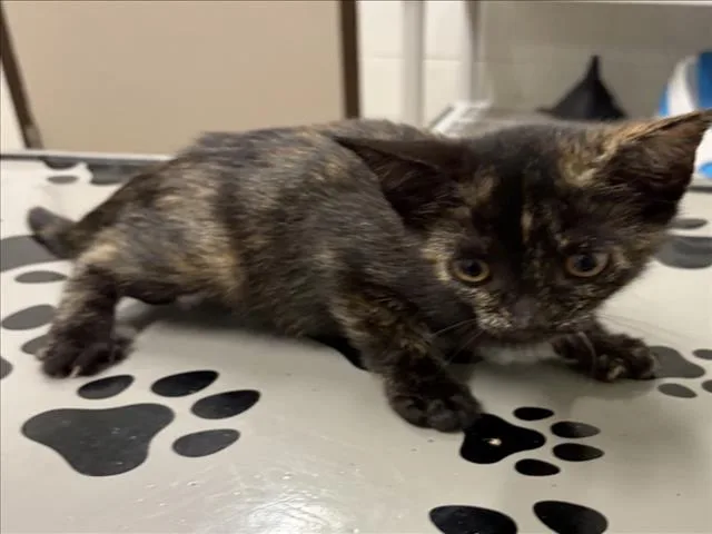 A baby small-sized female Domestic Short Hair cat named Moana for adoption in Derwood, MD