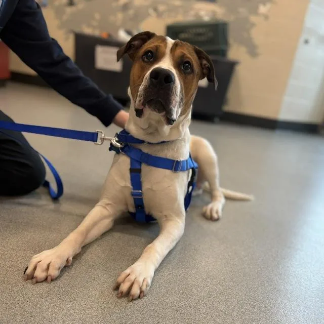A young small-sized male Pit Bull Terrier dog named Kenzo for adoption in Boston, MA