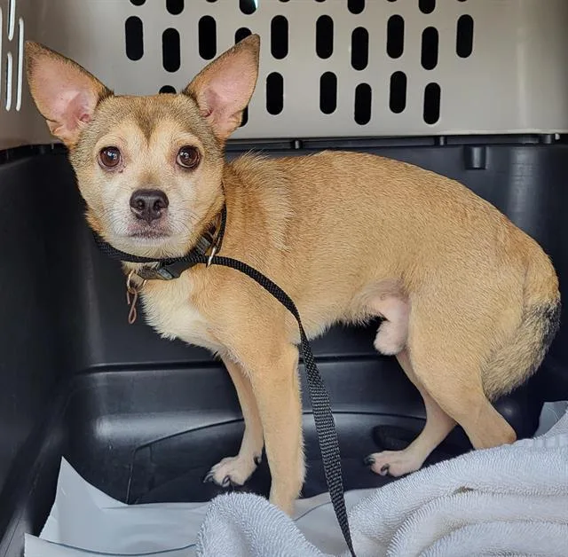 An adult small-sized male Chihuahua dog named Peanut for adoption in San Antonio, TX