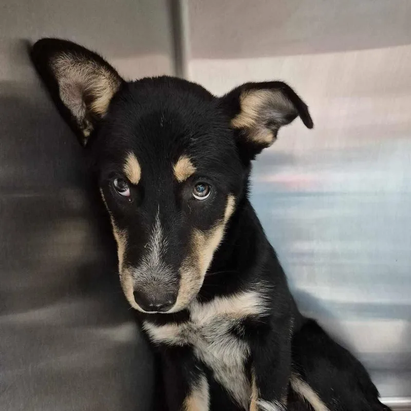 A baby small-sized male Black Australian Kelpie dog named Zebulon for adoption in Bastrop, TX