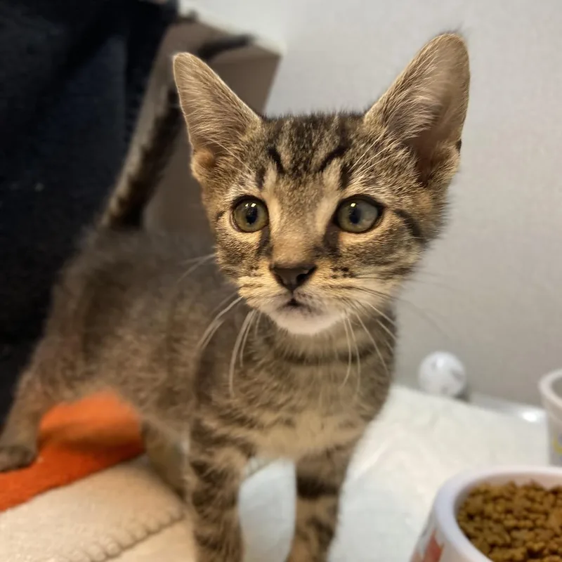 A baby small-sized male Brown / Chocolate Domestic Short Hair cat named Smitty for adoption in Pittsburgh, PA