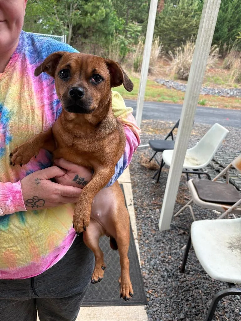 A baby small-sized female Chihuahua dog named Scoobs for adoption in Mocksville, NC