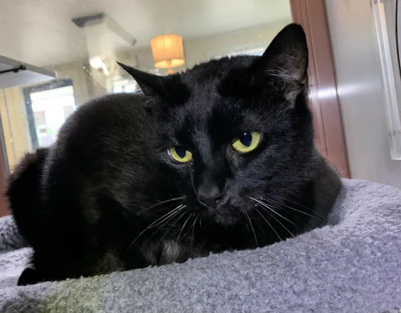 An adult large-sized female Black Domestic Short Hair cat named Novasponsored for adoption in Massena, NY