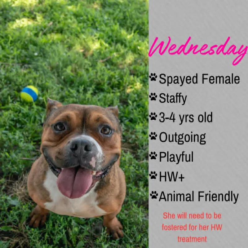 An adult medium-sized female Brindle American Staffordshire Terrier dog named Wednesday for adoption in Junction City, KS