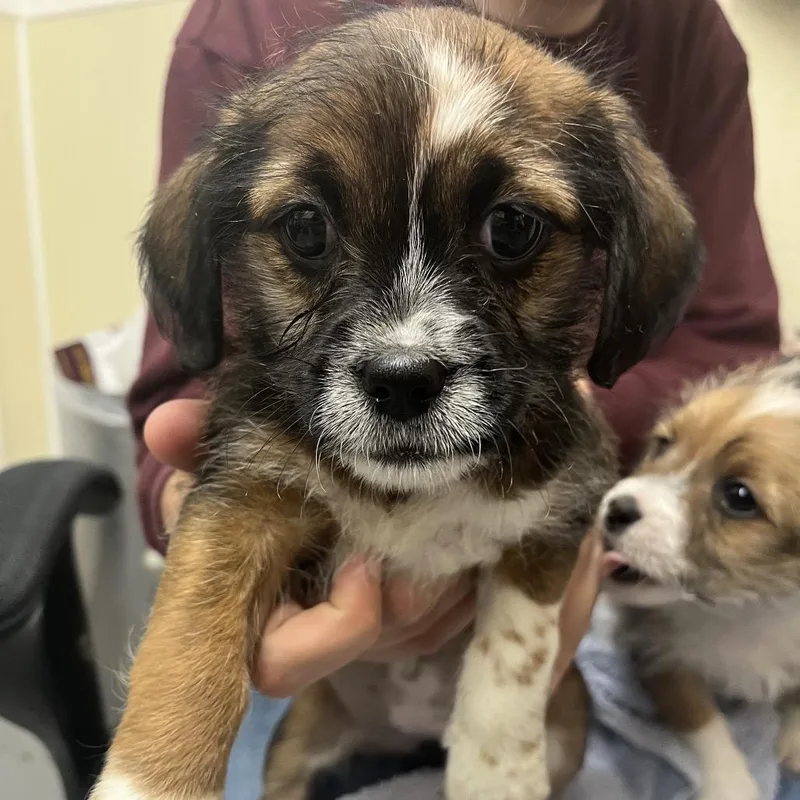 A baby small-sized female Brown / Chocolate Terrier dog named Reeses for adoption in Point Richmond, CA