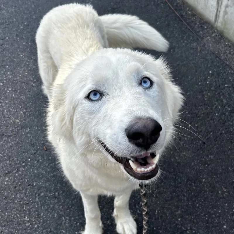 Meringue thumbnail 2