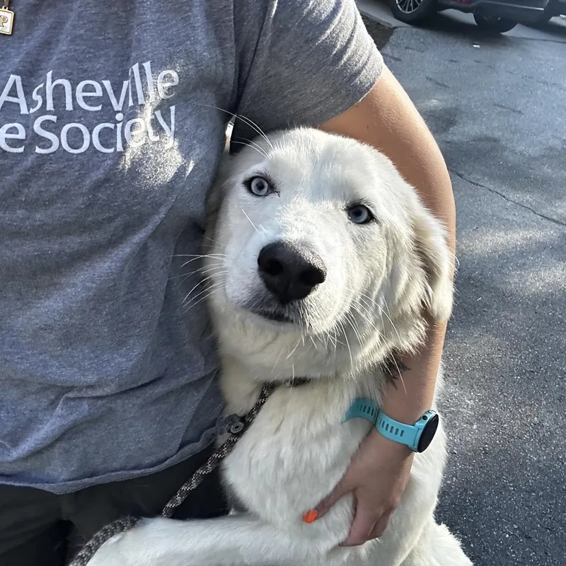 Meringue thumbnail 3