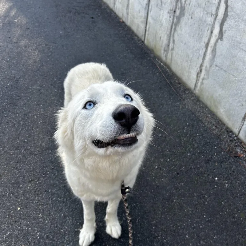 Meringue thumbnail 4