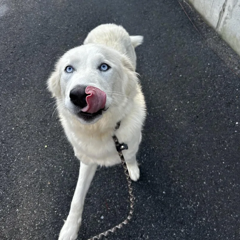 Meringue thumbnail 5