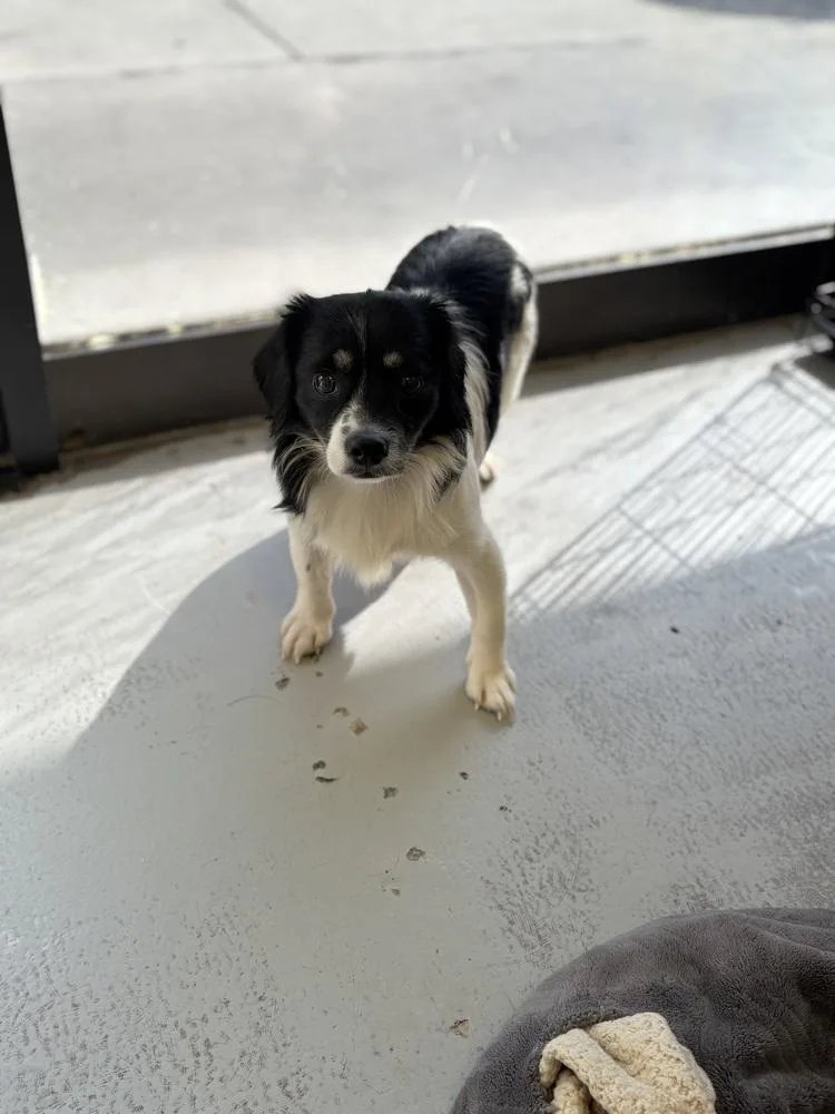 Chavelle thumbnail 2