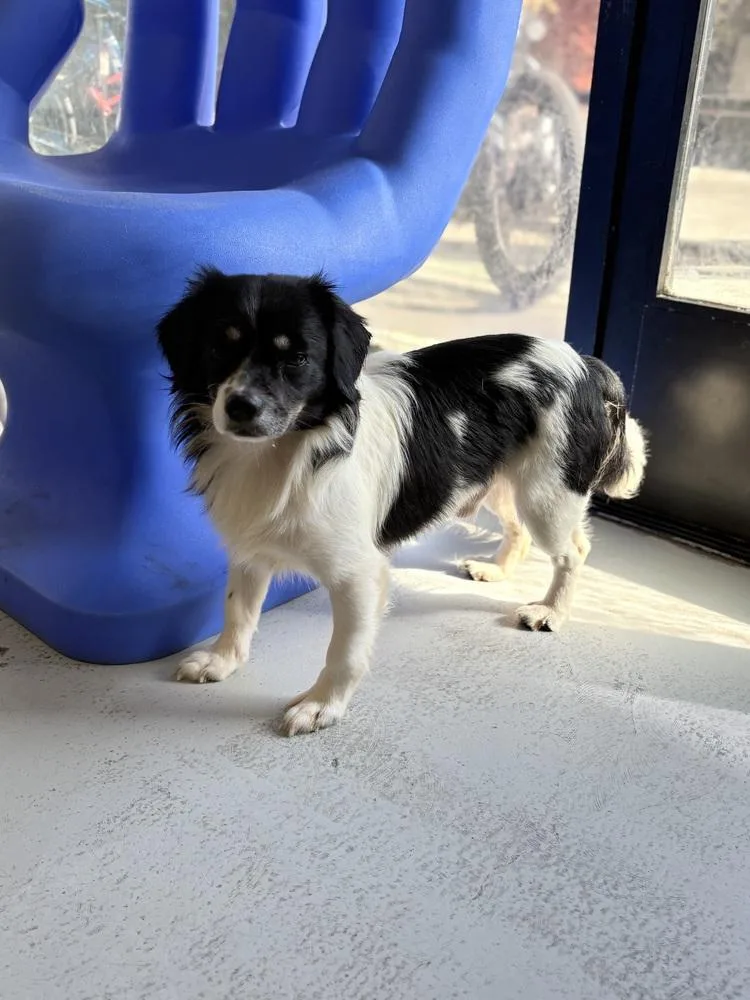 Chavelle thumbnail 3