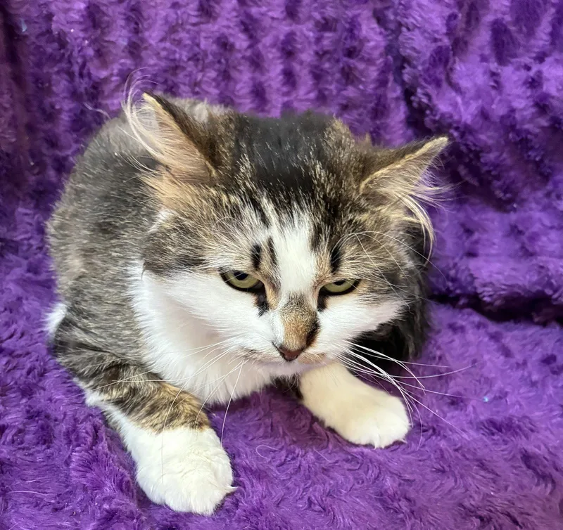 Purrcious