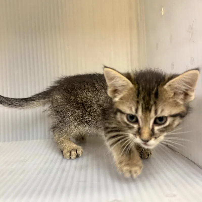 A baby small-sized male Brown / Chocolate Domestic Short Hair cat named Nomad for adoption in Pauls Valley, OK