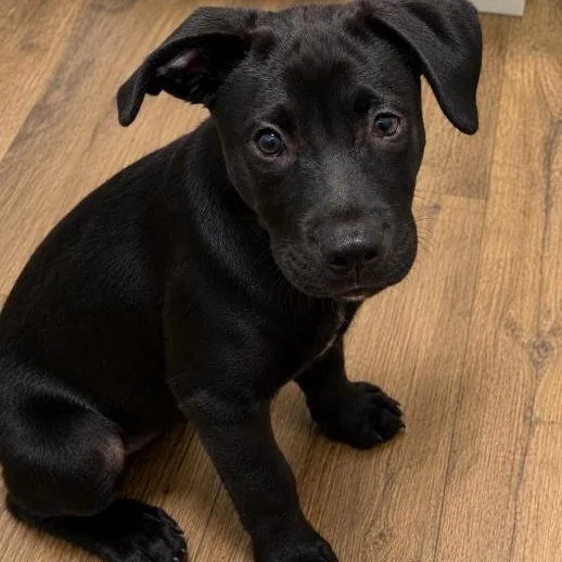 A baby medium-sized female Black Labrador Retriever dog named Lovely Laguna for adoption in Reston, VA