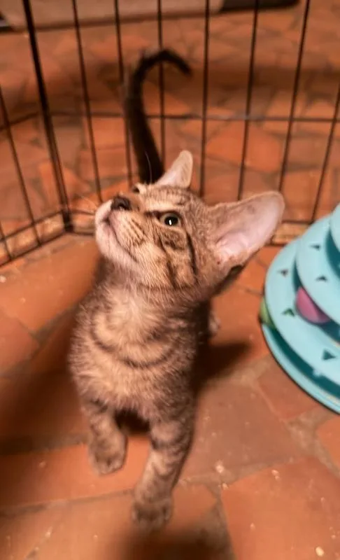 A baby small-sized male Gray / Blue / Silver Domestic Short Hair cat named Salvia for adoption in Greensboro, NC