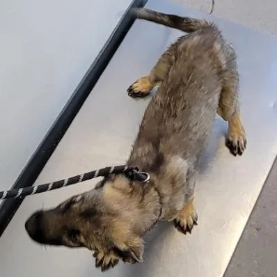 A baby small-sized male Yellow / Tan / Blond / Fawn Mixed Breed dog named Chomper for adoption in Las Cruces, NM