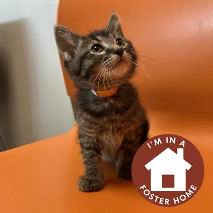 A young small-sized male Domestic Medium Hair cat named Husk for adoption in Janesville, WI