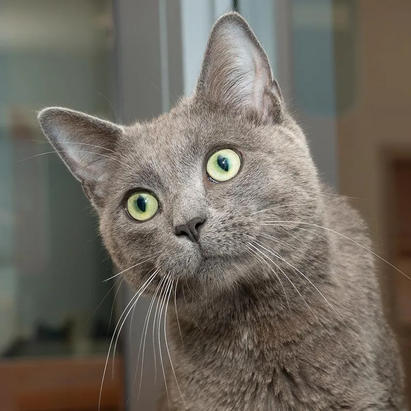A young small-sized male Domestic Short Hair cat named Ballou for adoption in Troy, OH