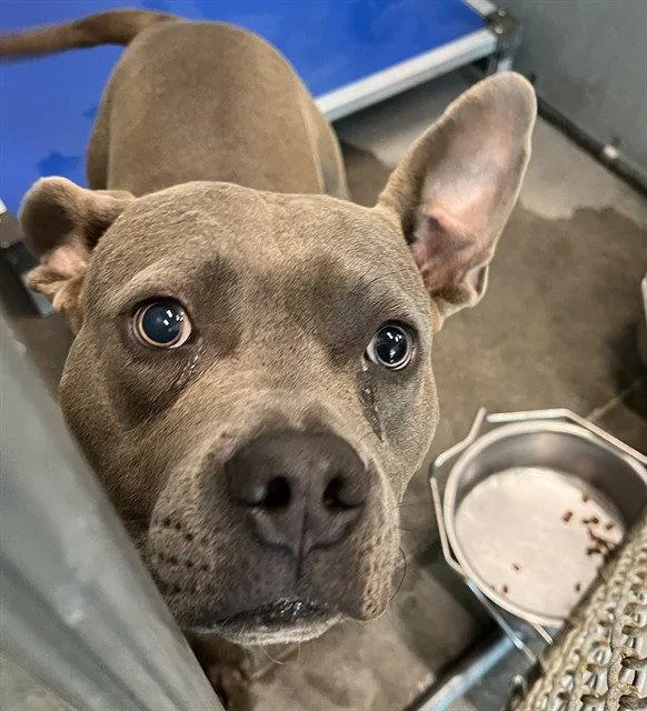 An adult large-sized male Pit Bull Terrier dog named Plankton for adoption in Tavares, FL