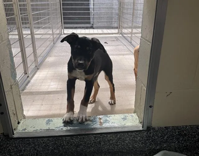 A baby medium-sized female Rottweiler dog named Velma for adoption in Brewster, MA