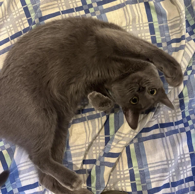 A young medium-sized female Domestic Short Hair cat named Wendy Marvell for adoption in Colorado Springs, CO