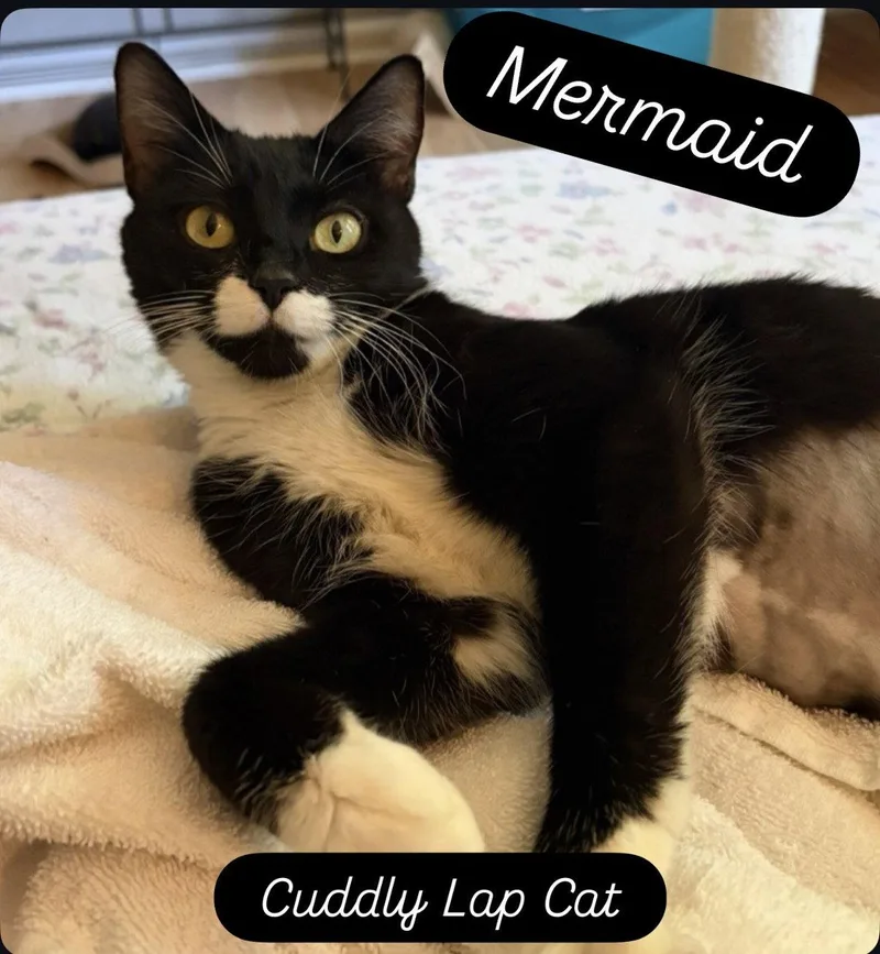An adult medium-sized female Black & White / Tuxedo Domestic Short Hair cat named Mermaid Willow Grove for adoption in Greenville, DE
