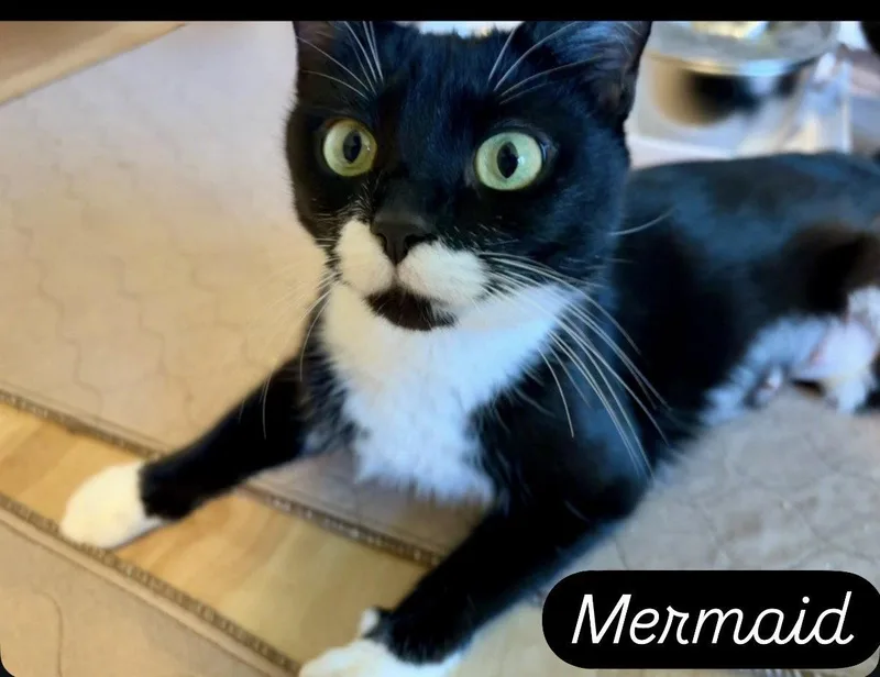 Mermaid  Willow Grove thumbnail 3