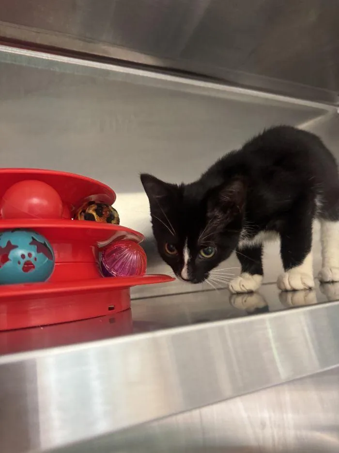 A young small-sized female Black & White / Tuxedo Domestic Short Hair cat named Suzie for adoption in Hilton Head Island, SC