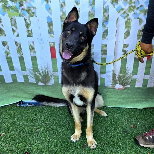 A young large-sized male German Shepherd Dog dog named Yolo for adoption in Long Beach, CA