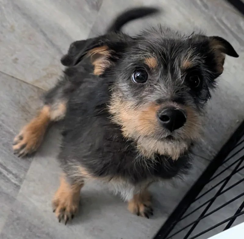 A baby small-sized female Terrier dog named Gidget for adoption in Saint David, AZ