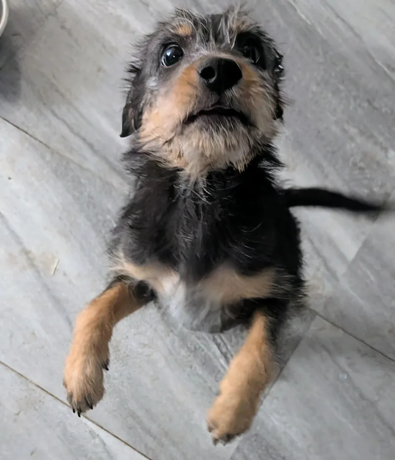Gidget thumbnail 2