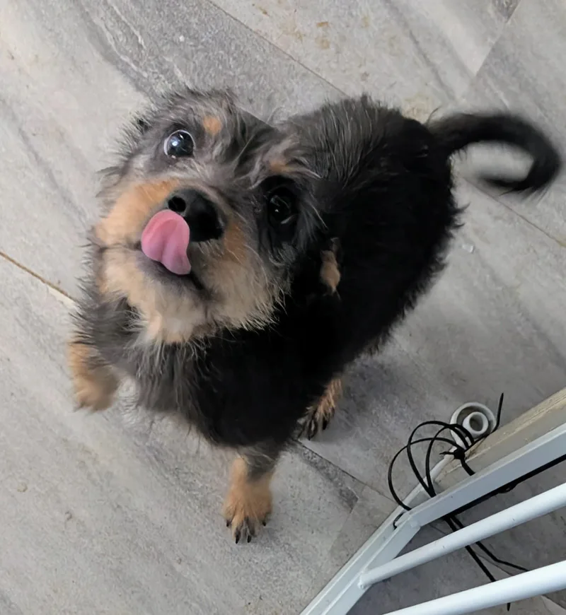 Gidget thumbnail 4