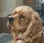 An adult small-sized male Golden Cocker Spaniel dog named Jw for adoption in Plano, TX
