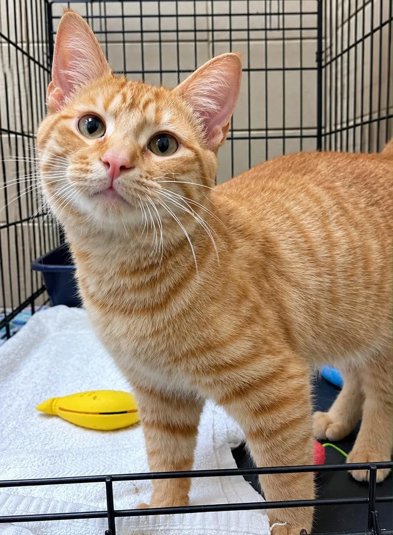 A young small-sized male Orange / Red American Shorthair cat named Elfie for adoption in Fort Payne, AL